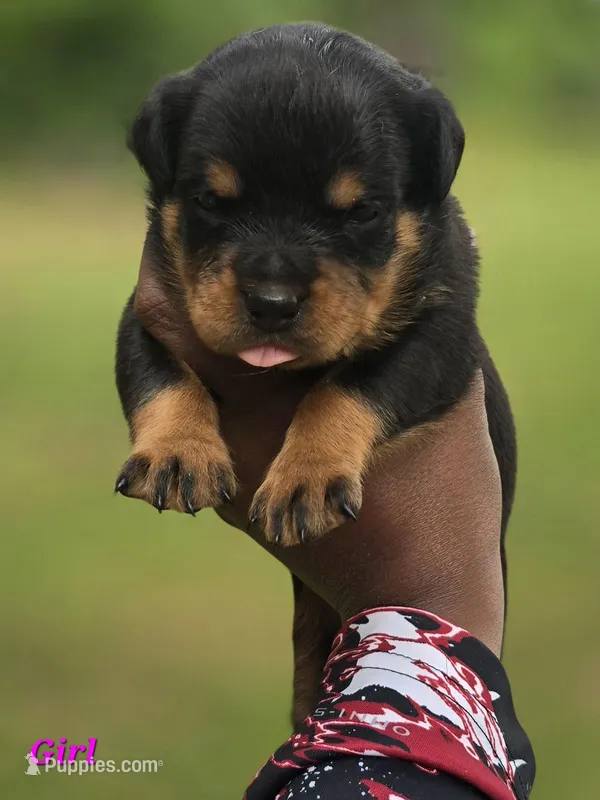 Pink Girl – Rottweiler puppy for sale in Laurens, SC