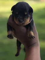 Pink Girl, a female Rottweiler for sale in Laurens, SC – Photo 1 of 3