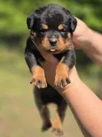 Pink Girl, a female Rottweiler for sale in Laurens, SC – 1 of 4