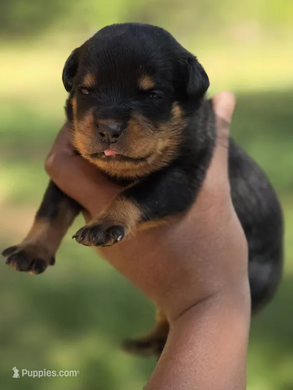 Pink Girl – Rottweiler puppy for sale in Laurens, SC