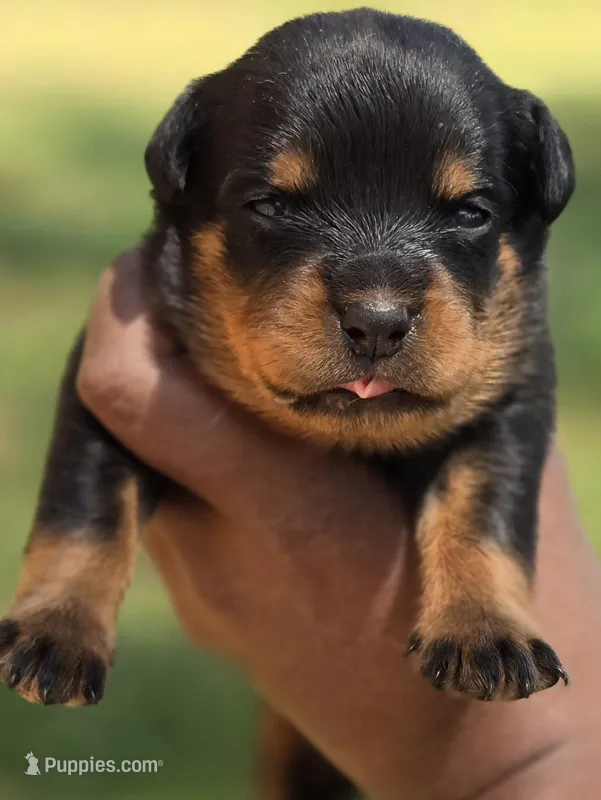 Pink Girl – Rottweiler puppy for sale in Laurens, SC