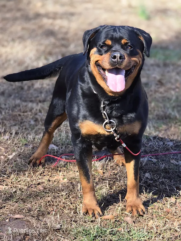 Nala Von GSP – Rottweiler puppy for sale in Laurens, SC