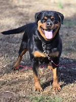 Nala Von GSP, a female Rottweiler for sale in Laurens, SC – 1 of 3