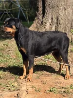Freya Von GSP, a female Rottweiler for sale in Laurens, SC – 2 of 2