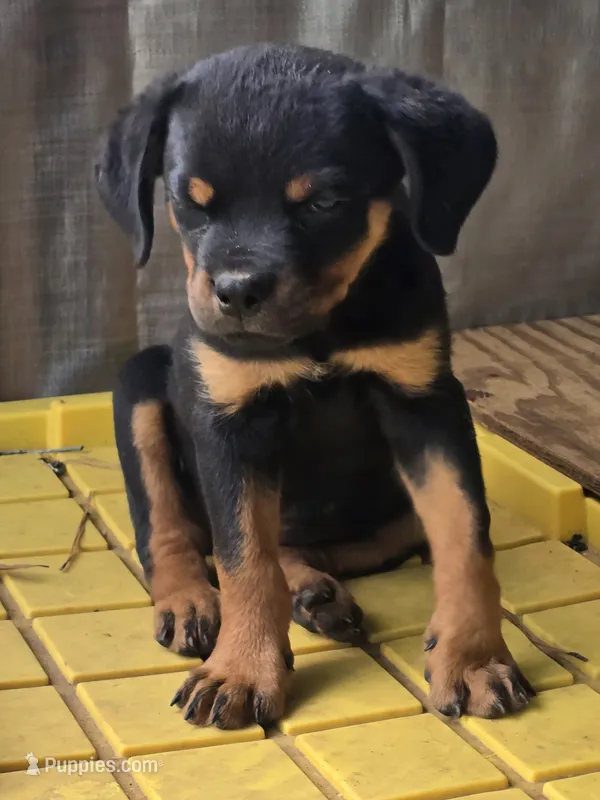 Xena – Rottweiler puppy for sale in Laurens, SC