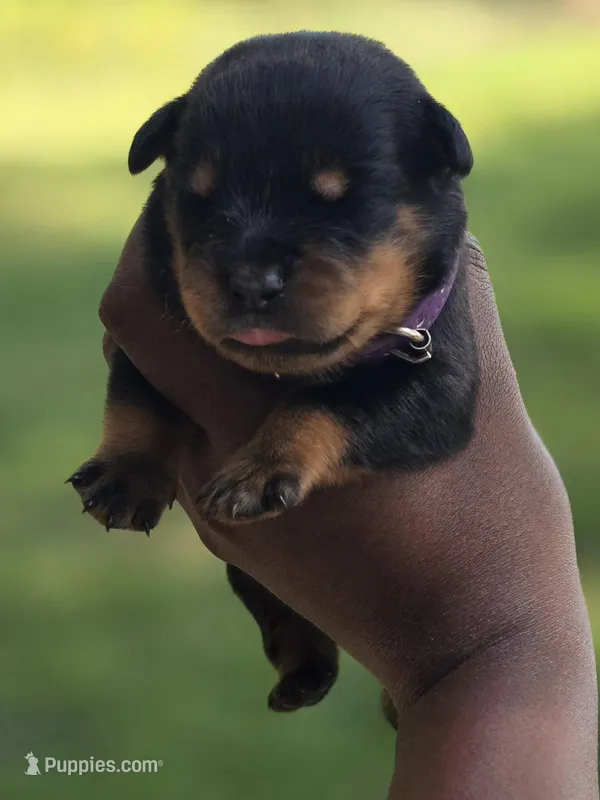 Purple Girl – Rottweiler puppy for sale in Laurens, SC