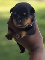Purple Girl, a female Rottweiler for sale in Laurens, SC – Photo 1 of 3