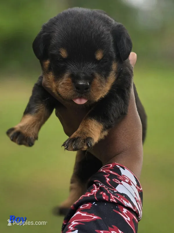 Purple Girl – Rottweiler puppy for sale in Laurens, SC