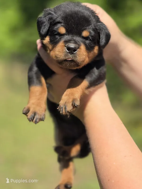 Purple Girl – Rottweiler puppy for sale in Laurens, SC