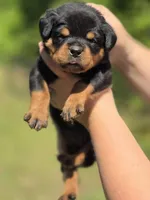 Purple Girl, a female Rottweiler for sale in Laurens, SC – 1 of 4