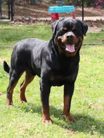 Purple Girl, a female Rottweiler for sale in Laurens, SC – Photo 2 of 3