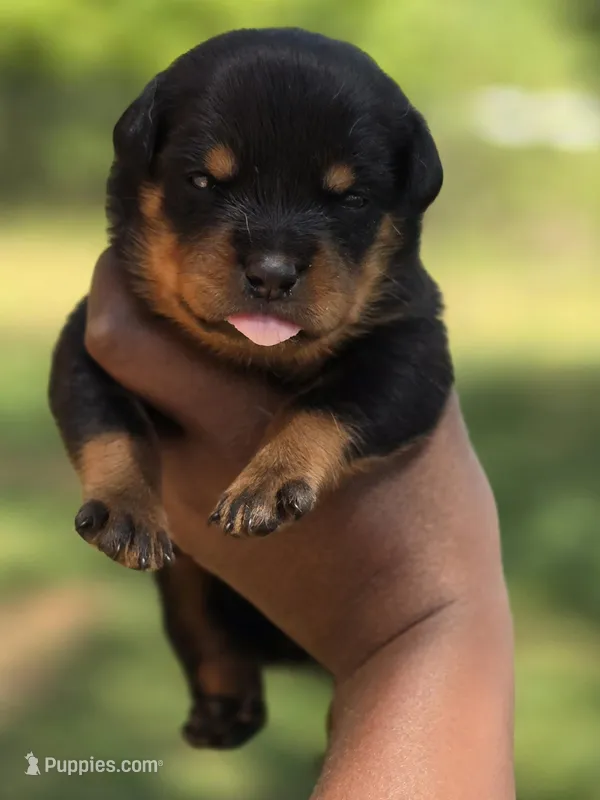 Purple Girl – Rottweiler puppy for sale in Laurens, SC