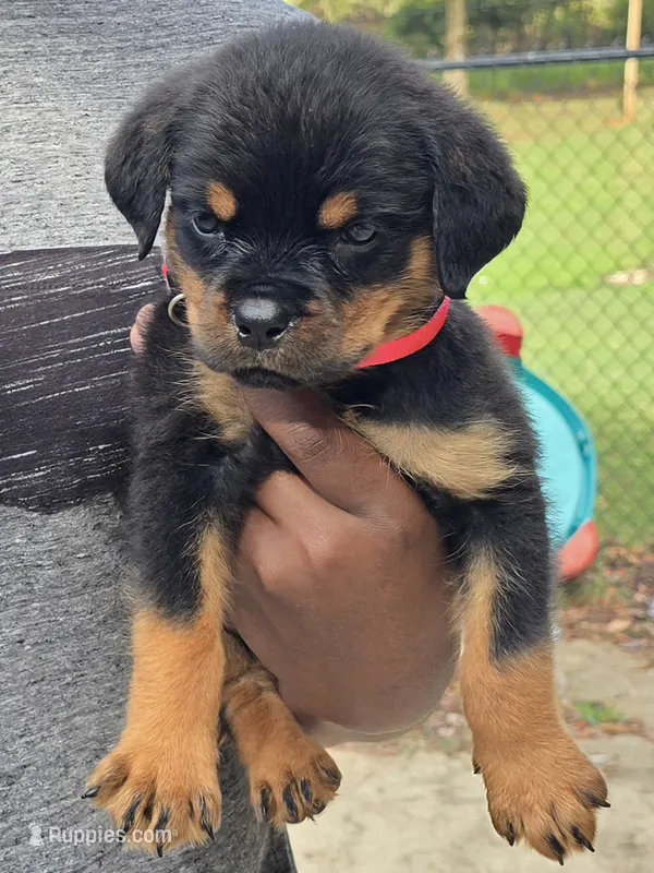 Xena – Rottweiler puppy for sale in Laurens, SC
