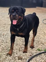 Xena, a female Rottweiler for sale in Laurens, SC – 3 of 4