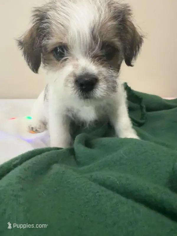 OSCAR – Chihuahua, Shih Tzu puppy for sale in Clarksville, TN