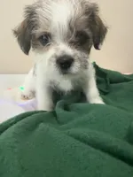 OSCAR, a male Chihuahua and Shih Tzu for sale in Clarksville, TN – Photo 1 of 3