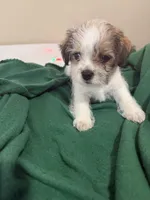 OSCAR, a male Chihuahua and Shih Tzu for sale in Clarksville, TN – Photo 3 of 3