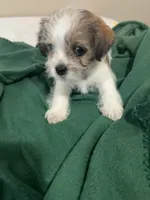 OSCAR, a male Chihuahua and Shih Tzu for sale in Clarksville, TN – Photo 2 of 3