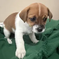 Oscar, Dewayne, and champ, a male Shih Tzu and Yorkshire Terrier for sale in Clarksville, TN – Photo 4 of 6