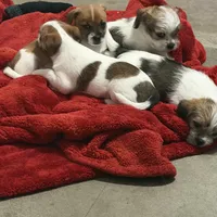 Oscar, Dewayne, and champ, a male Shih Tzu and Yorkshire Terrier for sale in Clarksville, TN – Photo 3 of 6