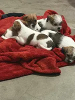 Oscar, Dewayne, and champ, a male Shih Tzu and Yorkshire Terrier for sale in Clarksville, TN – Photo 3 of 6