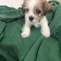 Oscar, Dewayne, and champ, a male Shih Tzu and Yorkshire Terrier for sale in Clarksville, TN – Photo 6 of 6