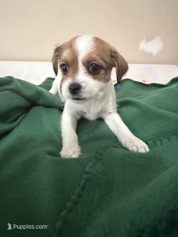 Oscar, Dewayne, and champ