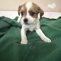 Oscar, Dewayne, and champ, a male Shih Tzu and Yorkshire Terrier for sale in Clarksville, TN – Photo 1 of 6
