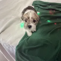 Oscar, Dewayne, and champ, a male Shih Tzu and Yorkshire Terrier for sale in Clarksville, TN – Photo 2 of 6