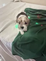 Oscar, Dewayne, and champ, a male Shih Tzu and Yorkshire Terrier for sale in Clarksville, TN – Photo 2 of 6