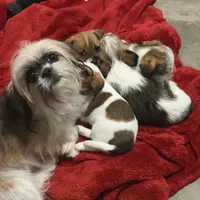 Oscar, Dewayne, and champ, a male Shih Tzu and Yorkshire Terrier for sale in Clarksville, TN – Photo 5 of 6