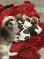 Oscar, Dewayne, and champ, a male Shih Tzu and Yorkshire Terrier for sale in Clarksville, TN – Photo 5 of 6