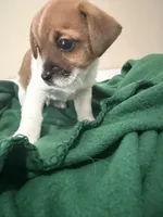 Dewayne , a male Chihuahua and Shih Tzu for sale in Clarksville, TN – Photo 2 of 2