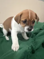 Dewayne , a male Chihuahua and Shih Tzu for sale in Clarksville, TN – Photo 1 of 2