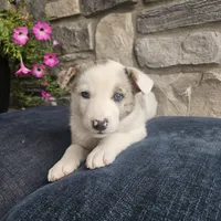 Starburst, a male Australian Shepherd and Border Collie for sale in Kalona, IA – 8 of 10