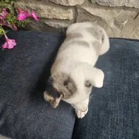 Starburst, a male Australian Shepherd and Border Collie for sale in Kalona, IA – 10 of 10