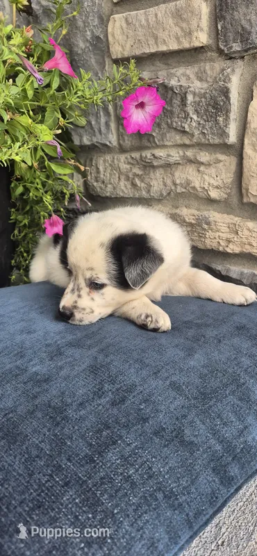 Atlas – Australian Shepherd, Border Collie puppy for sale in Kalona, IA