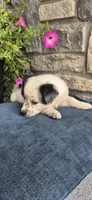 Atlas, a male Australian Shepherd and Border Collie for sale in Kalona, IA – 1 of 5
