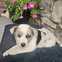 Junior, a male Australian Shepherd and Border Collie for sale in Kalona, IA – 3 of 7