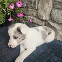 Starburst, a male Australian Shepherd and Border Collie for sale in Kalona, IA – 1 of 10