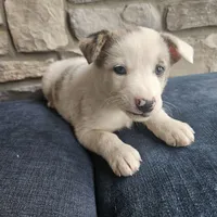 Starburst, a male Australian Shepherd and Border Collie for sale in Kalona, IA – 6 of 10
