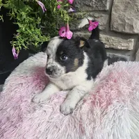 Blossom, a female Australian Shepherd and Border Collie for sale in Kalona, IA – 3 of 10