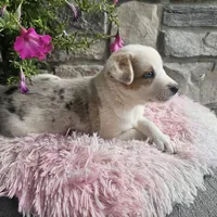Cookie, a female Australian Shepherd and Border Collie for sale in Kalona, IA – 6 of 10