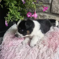 Blossom, a female Australian Shepherd and Border Collie for sale in Kalona, IA – 5 of 10