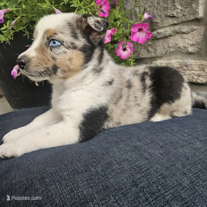 Jordan – Australian Shepherd, Border Collie puppy for sale in Kalona, IA