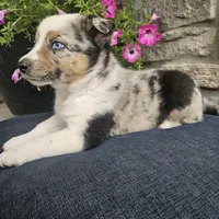 Jordan, a male Australian Shepherd and Border Collie for sale in Kalona, IA – 1 of 10