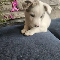 Starburst, a male Australian Shepherd and Border Collie for sale in Kalona, IA – 7 of 10
