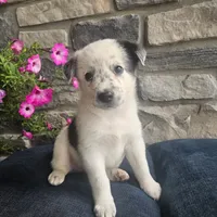Martin, a male Australian Shepherd and Border Collie for sale in Kalona, IA – 6 of 6