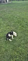 Rose, a female Australian Shepherd for sale in Kalona, IA – 2 of 5