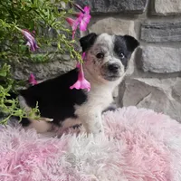 Blossom, a female Australian Shepherd and Border Collie for sale in Kalona, IA – 8 of 10